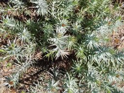Leysera gnaphalodes green and grey leaves